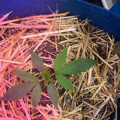 Padrino seed Big devil xl growlog timeline photo