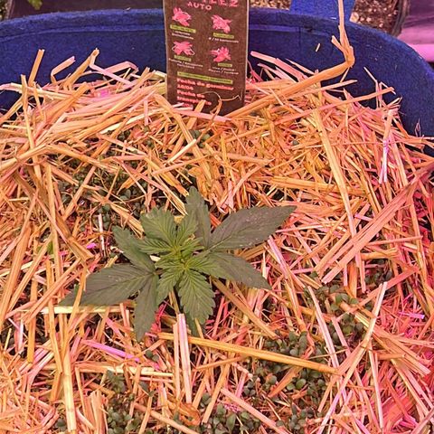 Padrino seeds Zkittlez auto  growlog timeline photo