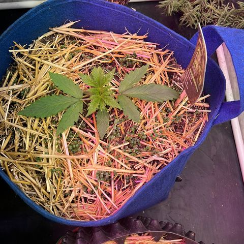 Padrino seed Big devil xl growlog timeline photo