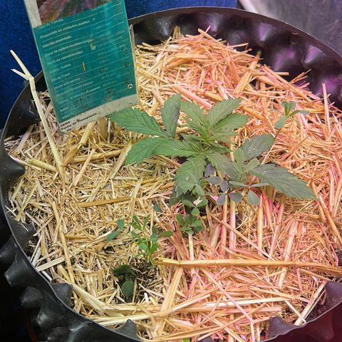 The Green Brand auto Original GB XXL  growlog timeline photo