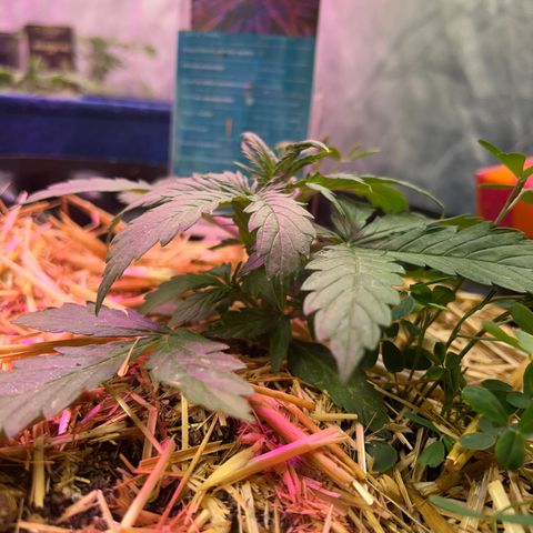 The Green Brand auto Original GB XXL  growlog photo: Van creciendo Perfectamente 
Tiene una altura de 7cm 
Con 4 nudos ya formados iniciando el 5to 
Se retrasa el riego debido a l humedad en la maseta 