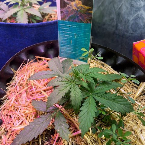 The Green Brand auto Original GB XXL  growlog photo: Van creciendo Perfectamente 
Tiene una altura de 7cm 
Con 4 nudos ya formados iniciando el 5to 
Se retrasa el riego debido a l humedad en la maseta 