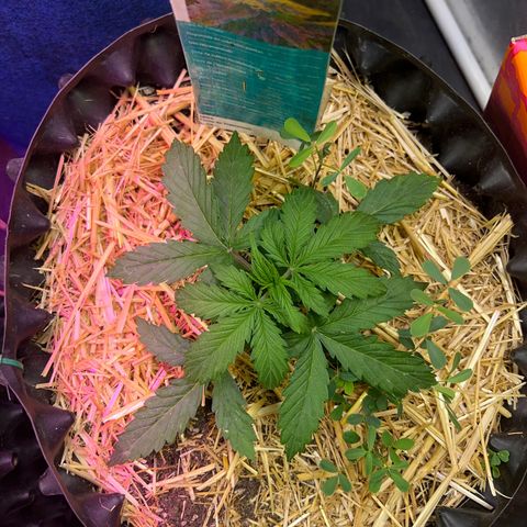 The Green Brand auto Original GB XXL  growlog photo: Van creciendo Perfectamente 
Tiene una altura de 7cm 
Con 4 nudos ya formados iniciando el 5to 
Se retrasa el riego debido a l humedad en la maseta 