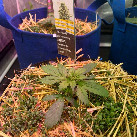 Geaseeds Autocritical  growlog photo: Ha quedado pequeña como una altura de 5cm 
4 nudos arrancado el 5to 
