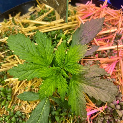 Geaseeds Autocritical  growlog photo: Ha quedado pequeña como una altura de 5cm 
4 nudos arrancado el 5to 
