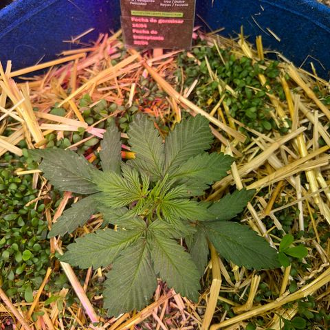 Padrino seeds Zkittlez auto  growlog timeline photo