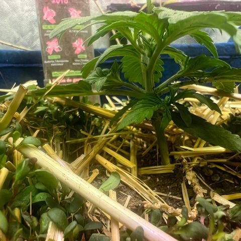 Padrino seeds Zkittlez auto  growlog timeline photo