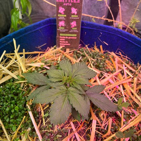 Padrino seeds Zkittlez auto  growlog timeline photo