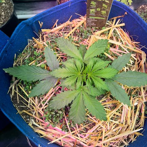 Padrino seed Big devil xl growlog photo: Excelente crecimiento 
Con una altura de 8 cm 
Es la que más creció 