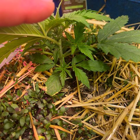 Padrino seed Big devil xl growlog photo: Excelente crecimiento 
Con una altura de 8 cm 
Es la que más creció 