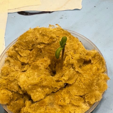American cookies by trikoma seeds 2 growlog photo: Con un estadio de luz de 20/4 
Temperatura de 20 grados