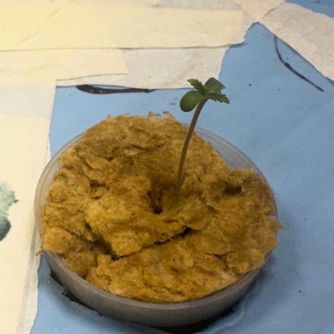 American cookies by trikoma seeds 2 growlog photo: Belleza creciendo como una champion !! 
Hojas verdes y sanas 
Tallo vigoroso y firme 
…todo marcha bien ! 