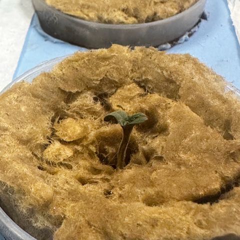 American cookies by trikoma seeds 3 growlog photo: Una de las más pequeleque 
Chiquita pero ya va a retomar una buena altura 
Con 2 cm de tallo …
Tiene sus hojas verdes y se la nota sana 
