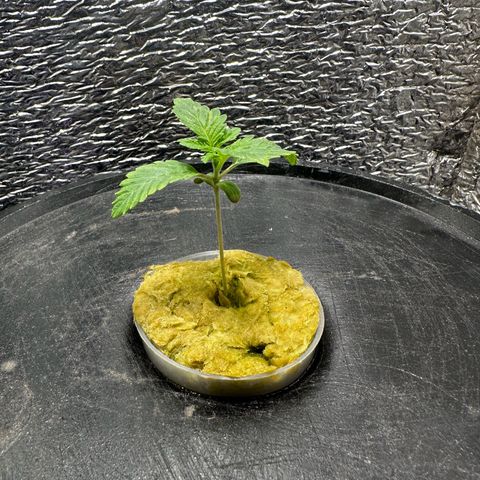 American cookies by trikoma seeds 2 growlog photo: Se las ven verdes y lindas 