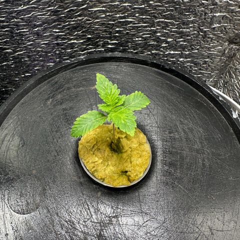 American cookies by trikoma seeds 2 growlog photo: Se las ven verdes y lindas 