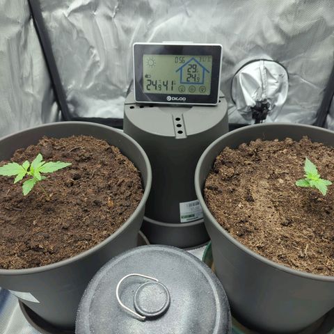 Easy Bud growlog timeline photo