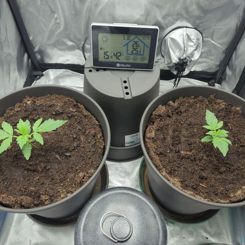 Easy Bud growlog timeline photo