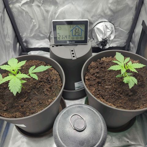 Easy Bud growlog timeline photo