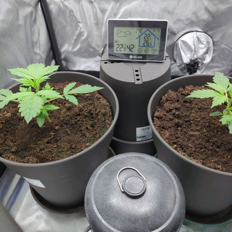 Easy Bud growlog timeline photo
