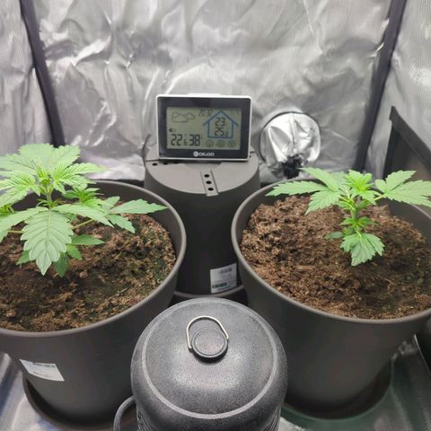 Easy Bud growlog timeline photo