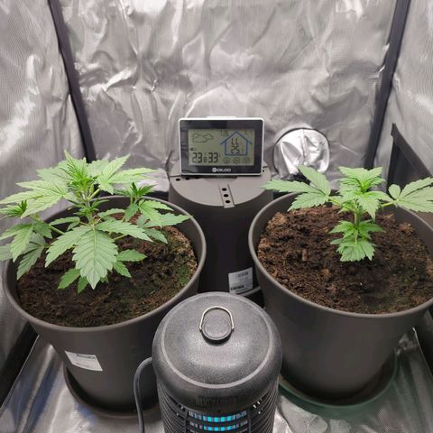 Easy Bud growlog timeline photo