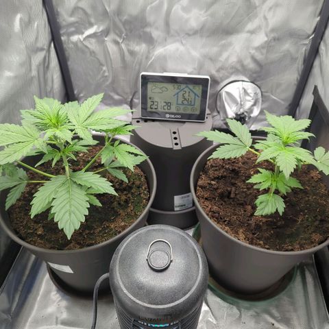 Easy Bud growlog timeline photo