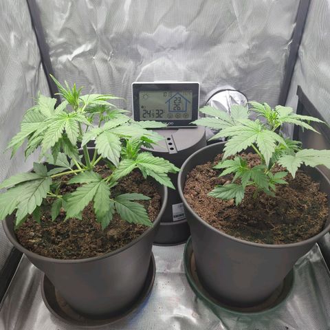 Easy Bud growlog timeline photo