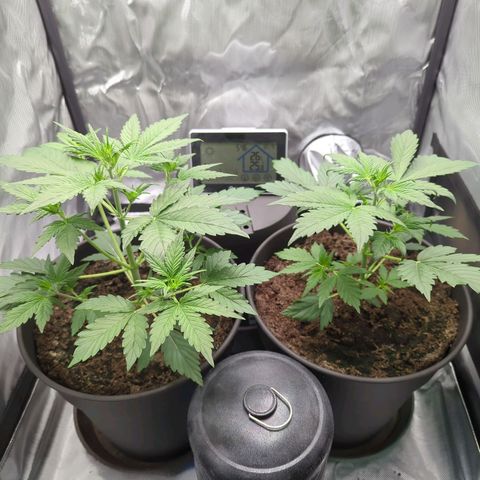 Easy Bud growlog timeline photo