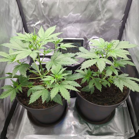 Easy Bud growlog timeline photo
