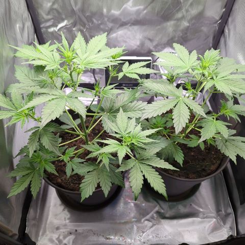 Easy Bud growlog timeline photo