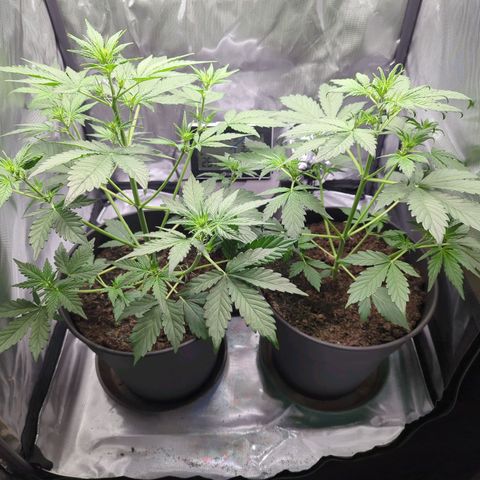 Easy Bud growlog timeline photo