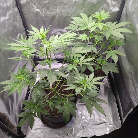 Easy Bud growlog timeline photo