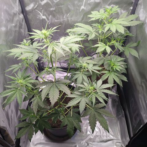 Easy Bud growlog timeline photo