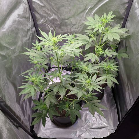 Easy Bud growlog timeline photo