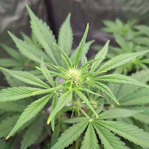 Easy Bud growlog timeline photo