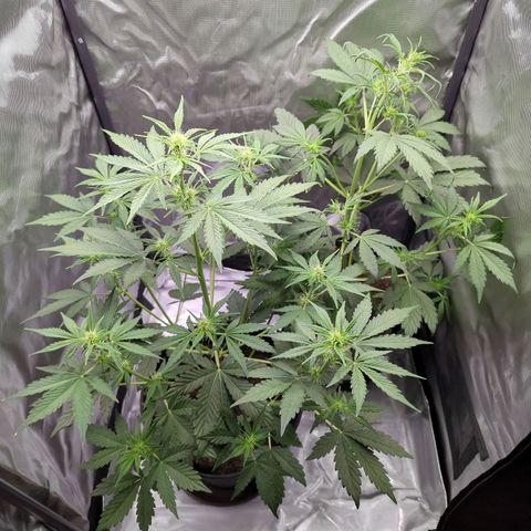 Easy Bud growlog timeline photo