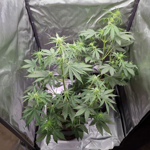 Easy Bud growlog timeline photo