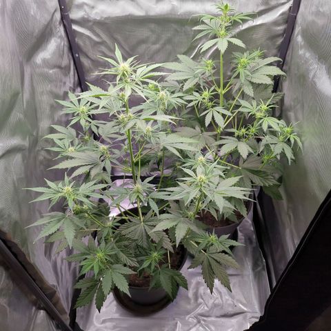Easy Bud growlog timeline photo