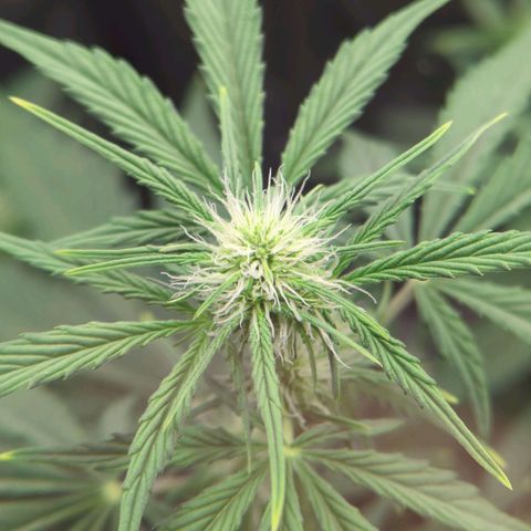 Easy Bud growlog timeline photo