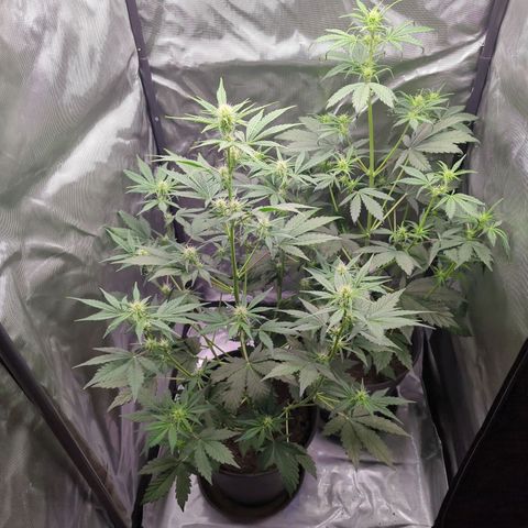 Easy Bud growlog timeline photo