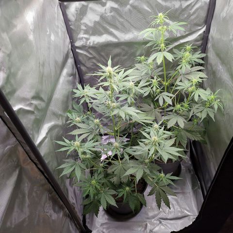 Easy Bud growlog timeline photo