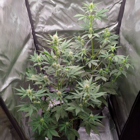 Easy Bud growlog timeline photo
