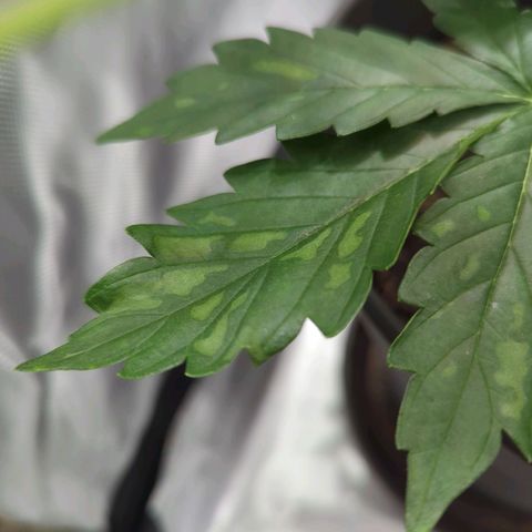 Easy Bud growlog photo: Leichte Mangelerscheinungen bei der vorderen pflanze, daher 0,5ml calmag gegossen 