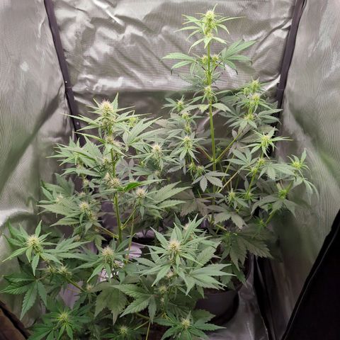 Easy Bud growlog timeline photo