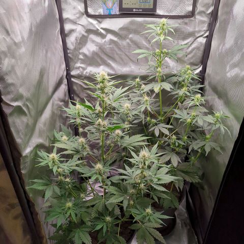 Easy Bud growlog timeline photo