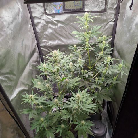 Easy Bud growlog timeline photo