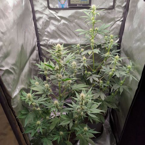 Easy Bud growlog timeline photo