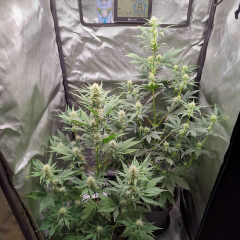Easy Bud growlog timeline photo