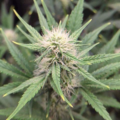 Easy Bud growlog timeline photo
