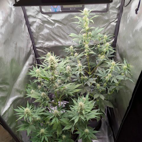 Easy Bud growlog timeline photo